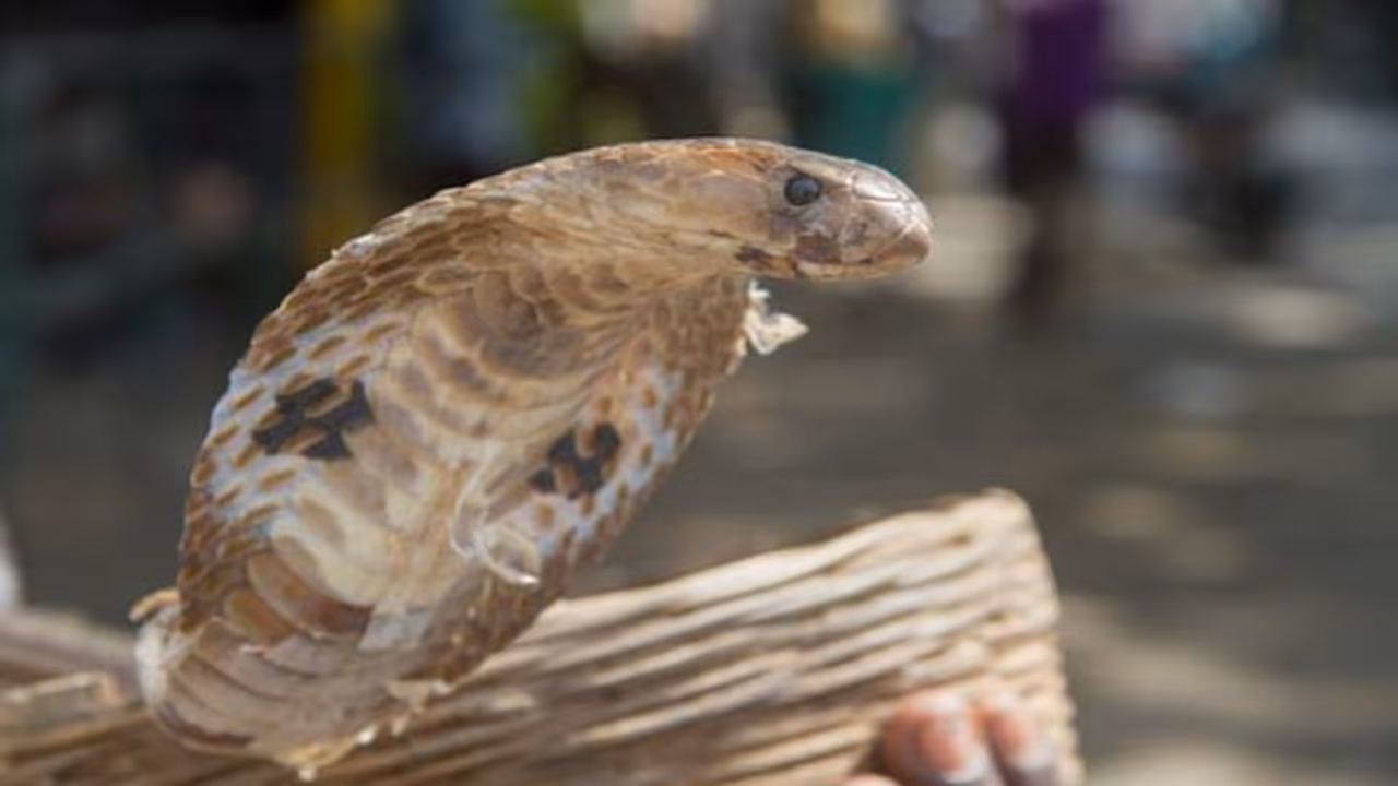 மழைக்காலம் தொடங்கியாச்சு! பாம்புகள் தொல்லை? வீட்டில் "இந்த" செடிகளை வையுங்கள் இனி வராது! 