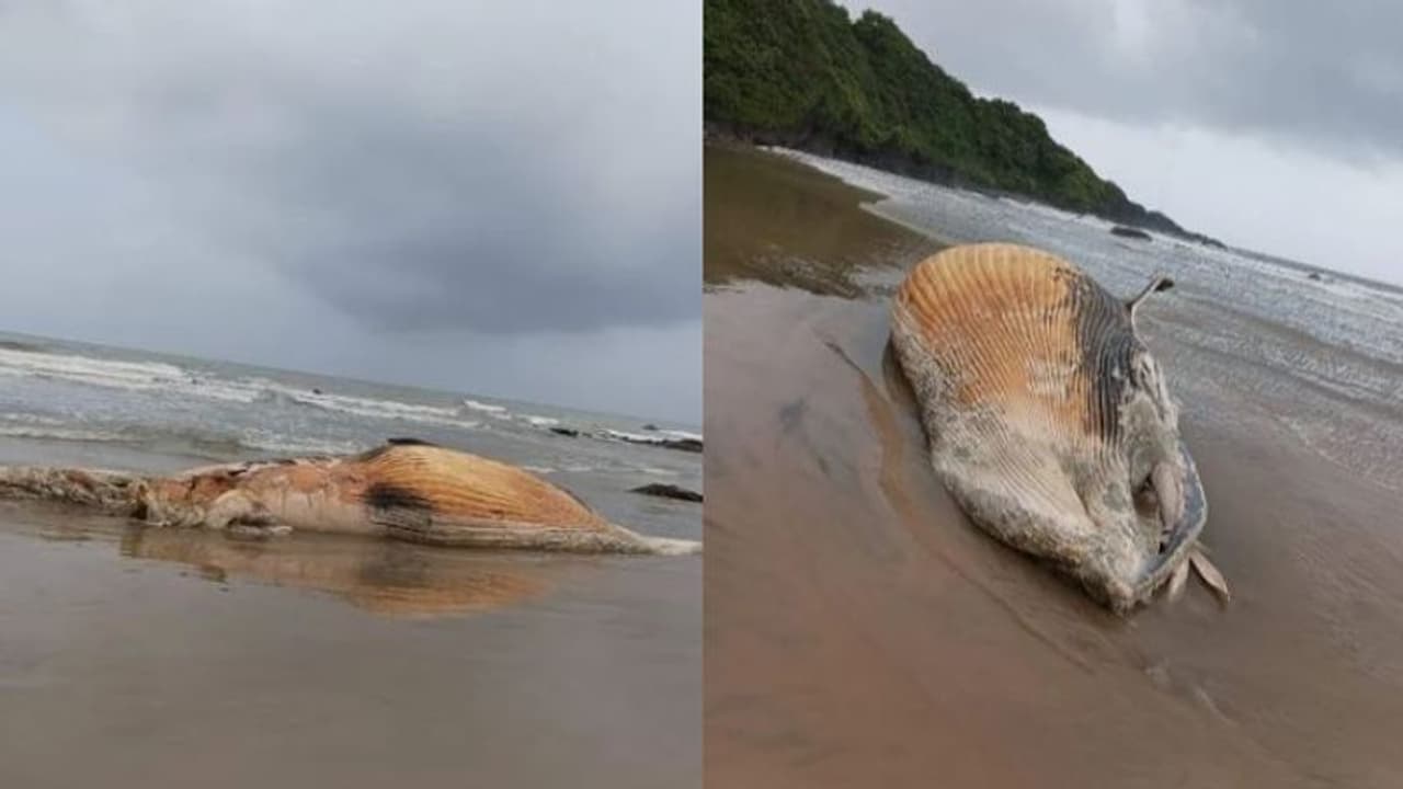 46 അടി നീളം, അത്യപൂര്‍വം, കൂറ്റന്‍ തിമിംഗലത്തിന്‍റെ ജഡം കര്‍ണാടക തീരത്ത്, കണ്ടെത്തിയത് മത്സ്യതൊഴിലാളികള്‍