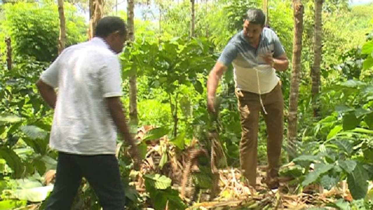 ಮಲೆನಾಡಿನಲ್ಲಿ ಮುಂದುವರಿದ ಕಾಡಾನೆ ಹಾವಳಿ: ಬೇಸತ್ತ ರೈತರು ಹೀಗಾ ಮಾಡೋದು...