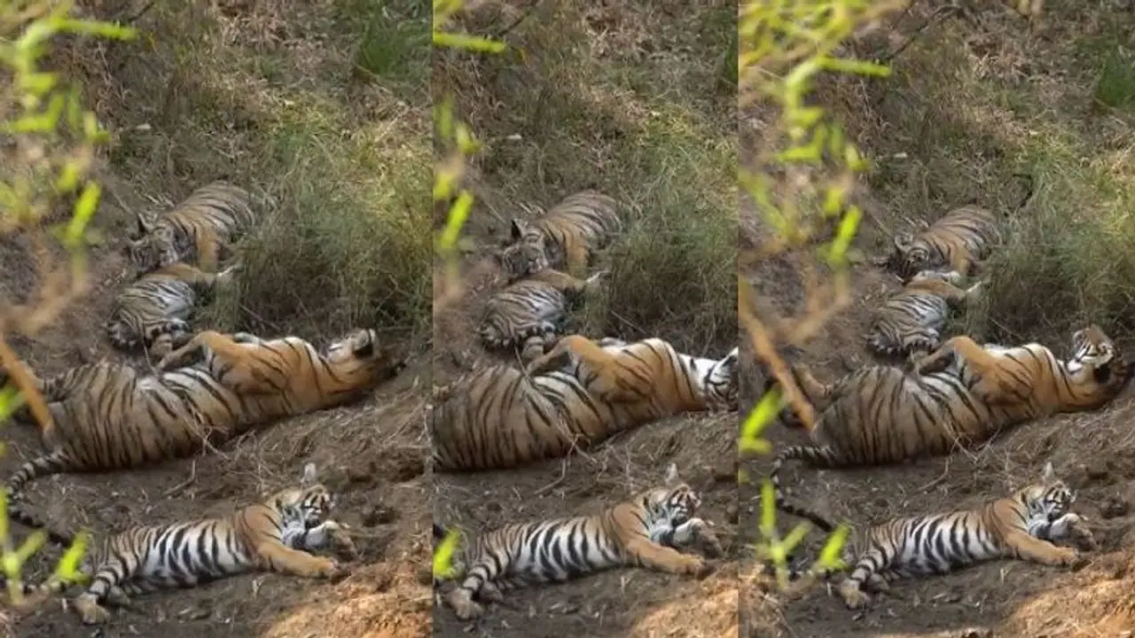 ವಿಶ್ರಾಂತಿಗೆ ಜಾರಿದ ಅಮ್ಮ ಮಕ್ಕಳು: IFS ಅಧಿಕಾರಿ ಶೇರ್ ಮಾಡಿದ ಹುಲಿಯನ ಫ್ಯಾಮಿಲಿ ವೀಡಿಯೋ