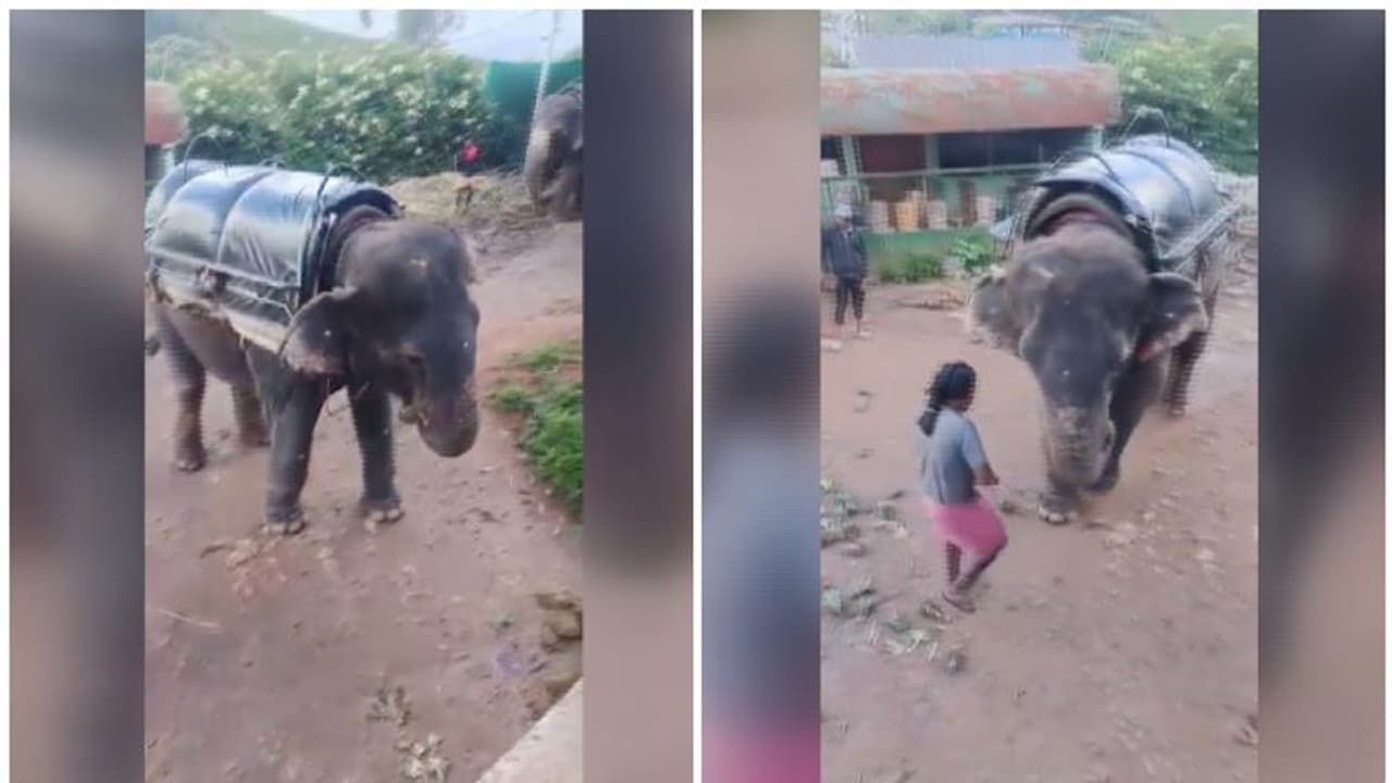 ഈ ക്രൂരത അനുവദിക്കാനാവില്ലെന്ന് മൃഗസ്നേഹികൾ, പണിയെടുപ്പിക്കുന്നതിനൊപ്പം പട്ടിണിക്കിട്ട് ആനയെ മർദിച്ചു, പരാതി