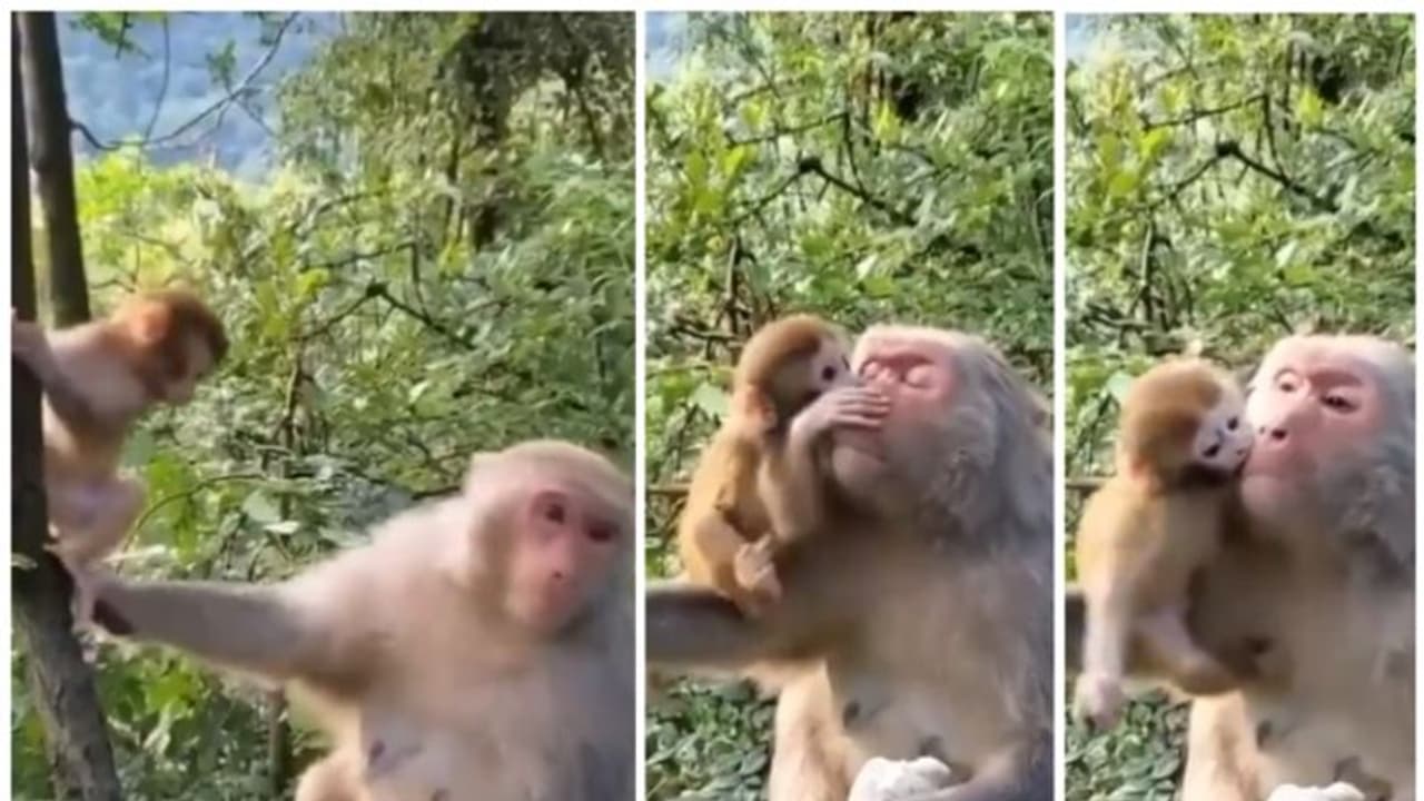 'ഈ സ്നേഹം ലോകമെങ്ങും നിറഞ്ഞത് !'; കുഞ്ഞിനോടൊപ്പം കളിക്കുന്ന തള്ളക്കുരങ്ങിന്റെ വീഡിയോ വൈറല് 'ഈ സ്നേഹം ലോകമെങ്ങും നിറഞ്ഞത് !'; കുഞ്ഞിനോടൊപ്പം കളിക്കുന്ന തള്ളക്കുരങ്ങിന്റെ വീഡിയോ വൈറല്