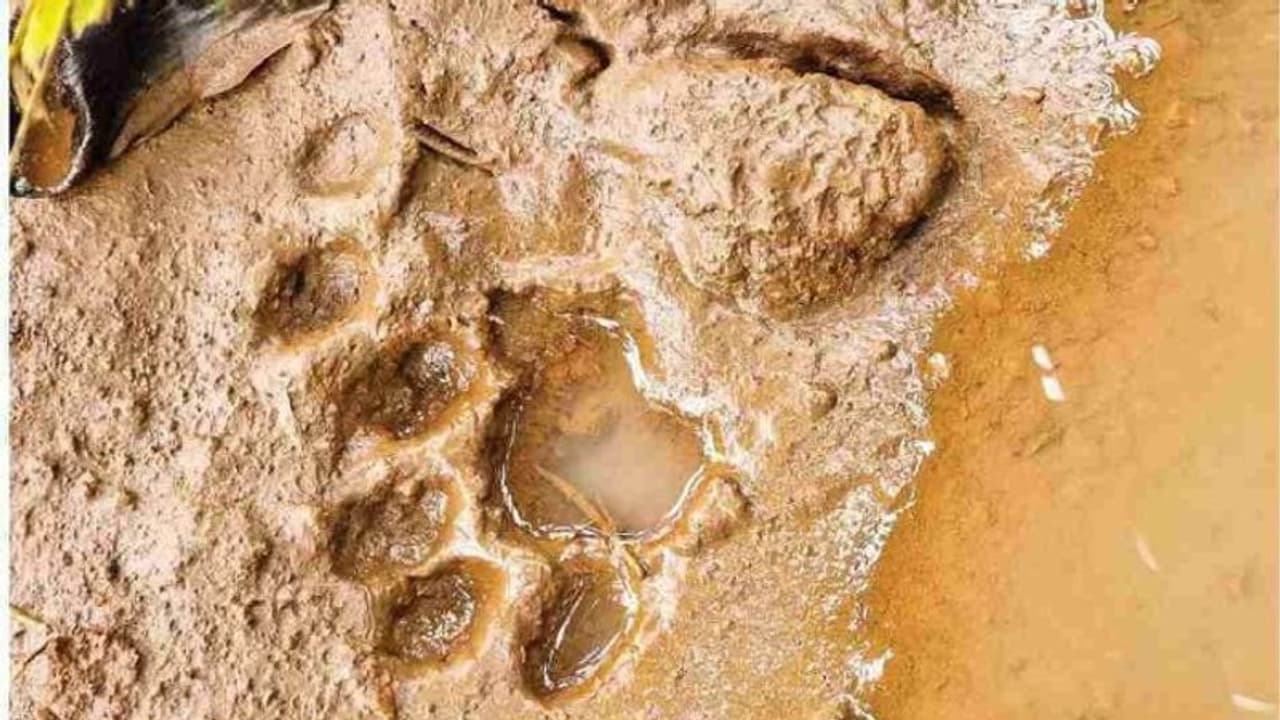 കരുവാരകുണ്ടില്‍ വീണ്ടും കടുവ ഇറങ്ങി, രണ്ട് കാവല്‍ നായകളെ കൊന്നു, താന്‍ കണ്ടെന്ന് തോട്ടം തൊഴിലാളി