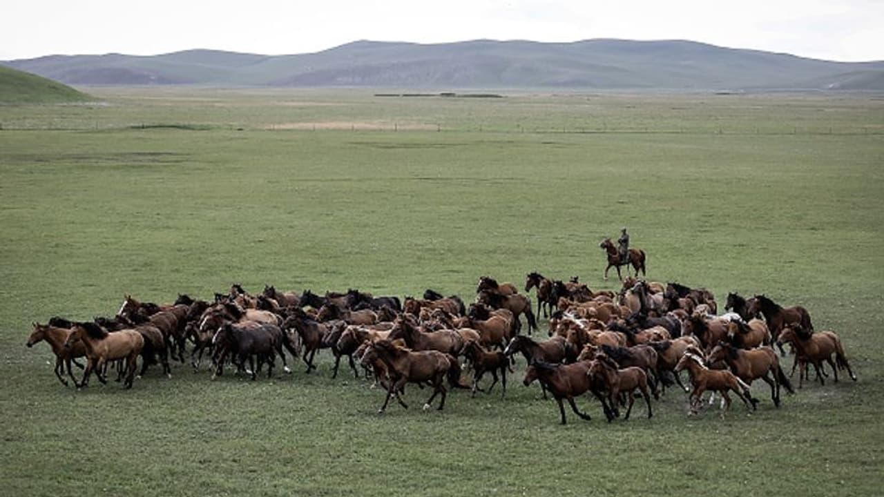 ‘ലോകത്തിലെ ഏറ്റവും ജനവാസം കുറഞ്ഞ രാജ്യ’ത്ത് മനുഷ്യരേക്കാൾ കൂടുതൽ കുതിരകള് ! ‘ലോകത്തിലെ ഏറ്റവും ജനവാസം കുറഞ്ഞ രാജ്യ’ത്ത് മനുഷ്യരേക്കാൾ കൂടുതൽ കുതിരകള് !