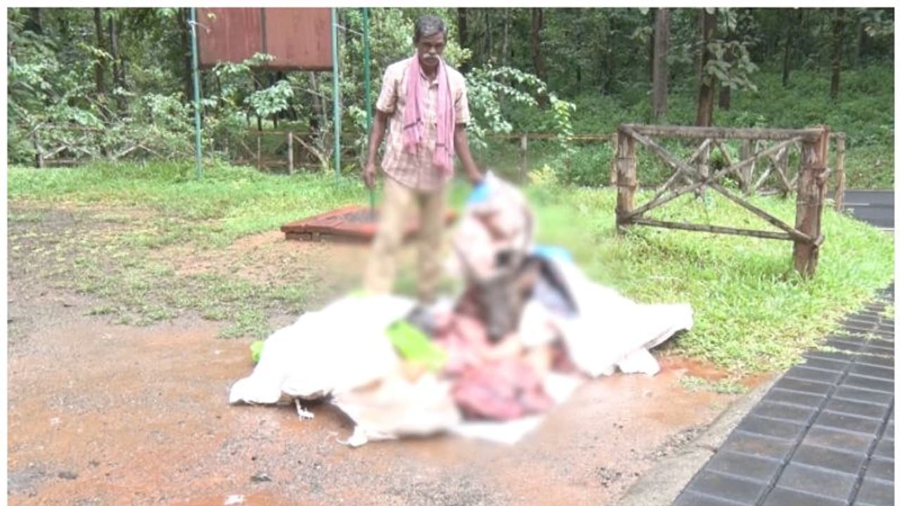 വെടിയിറച്ചി രുചിച്ചവരും കുടുങ്ങും; 25ഓളം പേരുടെ ലിസ്റ്റ് തയാർ, ഒന്നും രണ്ടുമല്ല, 120 കിലോ മ്ലാവിറച്ചി പിടിച്ചു വെടിയിറച്ചി രുചിച്ചവരും കുടുങ്ങും; 25ഓളം പേരുടെ ലിസ്റ്റ് തയാർ, ഒന്നും രണ്ടുമല്ല, 120 കിലോ മ്ലാവിറച്ചി പിടിച്ചു