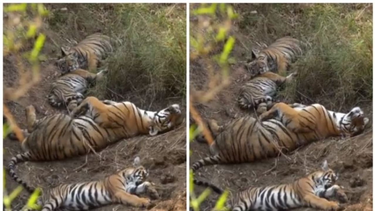 'ശ്രുതിമധുരം... സുഖപ്രദം'; കിളിക്കൊഞ്ചല്‍ കേട്ട് കാട്ടില്‍ മതിമറന്ന് ഉറങ്ങുന്ന കടുവ കുടുംബം, വീഡിയോ വൈറല്‍ !