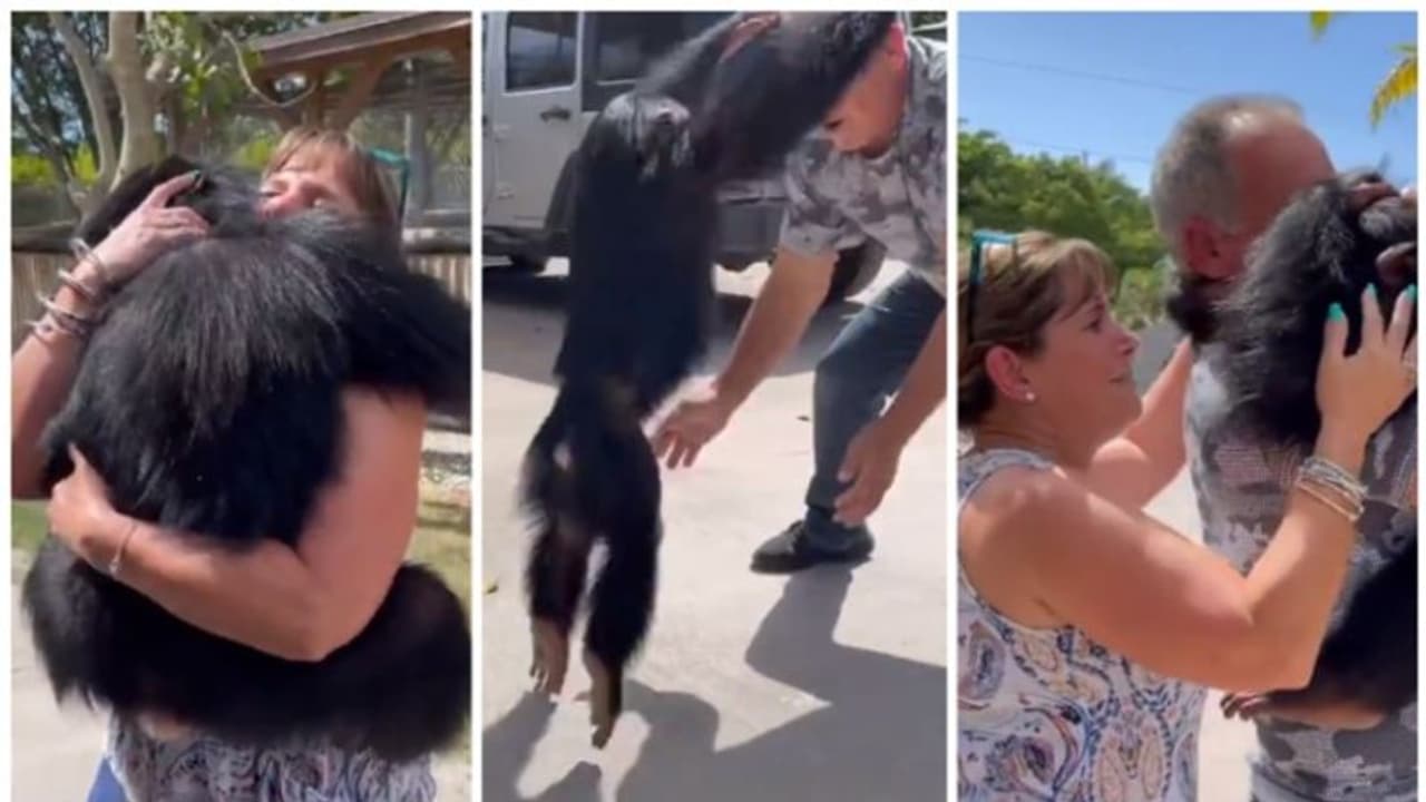 'ഇതാണ് സ്നേഹം'; വളര്‍ത്തച്ഛനെയും വളര്‍ത്തമ്മയേയും വര്‍ഷങ്ങള്‍ക്ക് ശേഷം കണ്ടുമുട്ടിയ ചിമ്പാന്‍സിയുടെ സന്തോഷം ! 