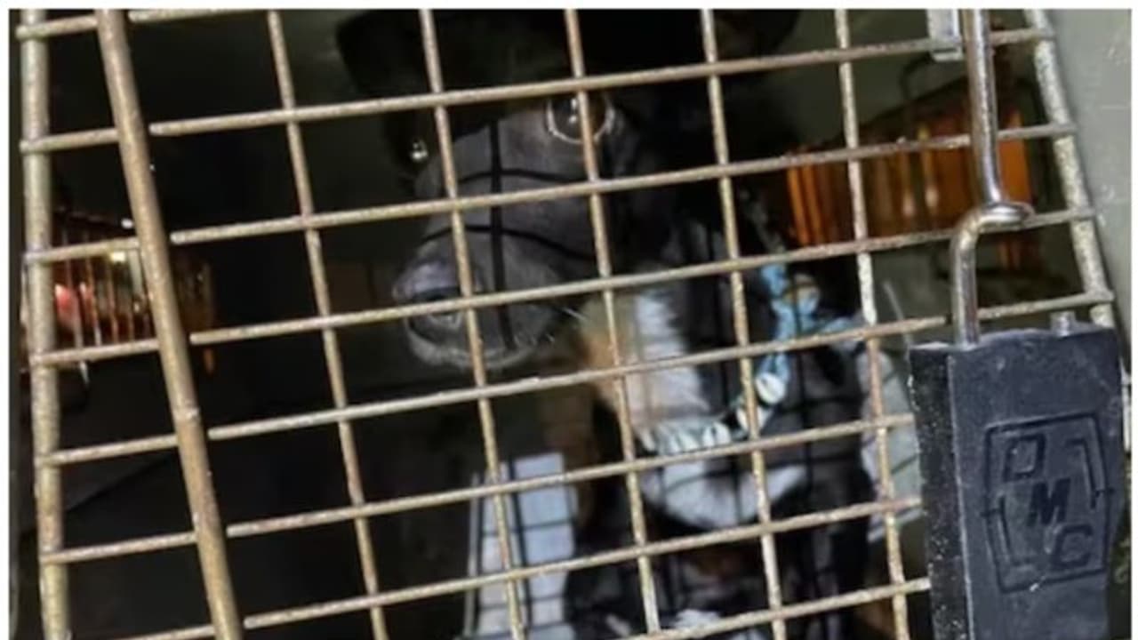 വിമാനത്താവളത്തില്‍ നിന്നും നായയെ കാണാതായി; 21 ദിവസങ്ങള്‍ക്ക് ശേഷം സുരക്ഷിതമായി കണ്ടെത്തി !