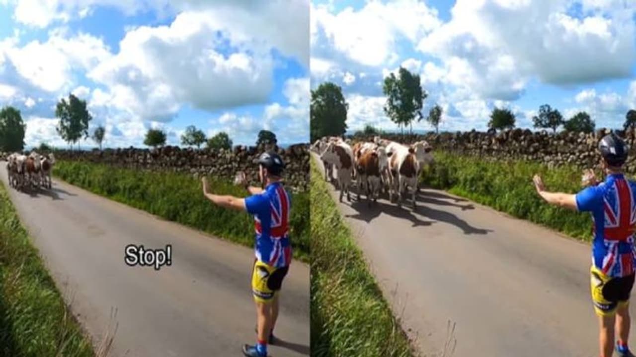 ഒരൊറ്റ ആംഗ്യം, നടന്നടുക്കുന്ന പശുക്കൂട്ടത്തിന്റെ വരവ് തടഞ്ഞ് യുവാവ്, ഇതെന്ത് മറിമായമെന്ന് സോഷ്യല് മീഡിയ ഒരൊറ്റ ആംഗ്യം, നടന്നടുക്കുന്ന പശുക്കൂട്ടത്തിന്റെ വരവ് തടഞ്ഞ് യുവാവ്, ഇതെന്ത് മറിമായമെന്ന് സോഷ്യല് മീഡിയ