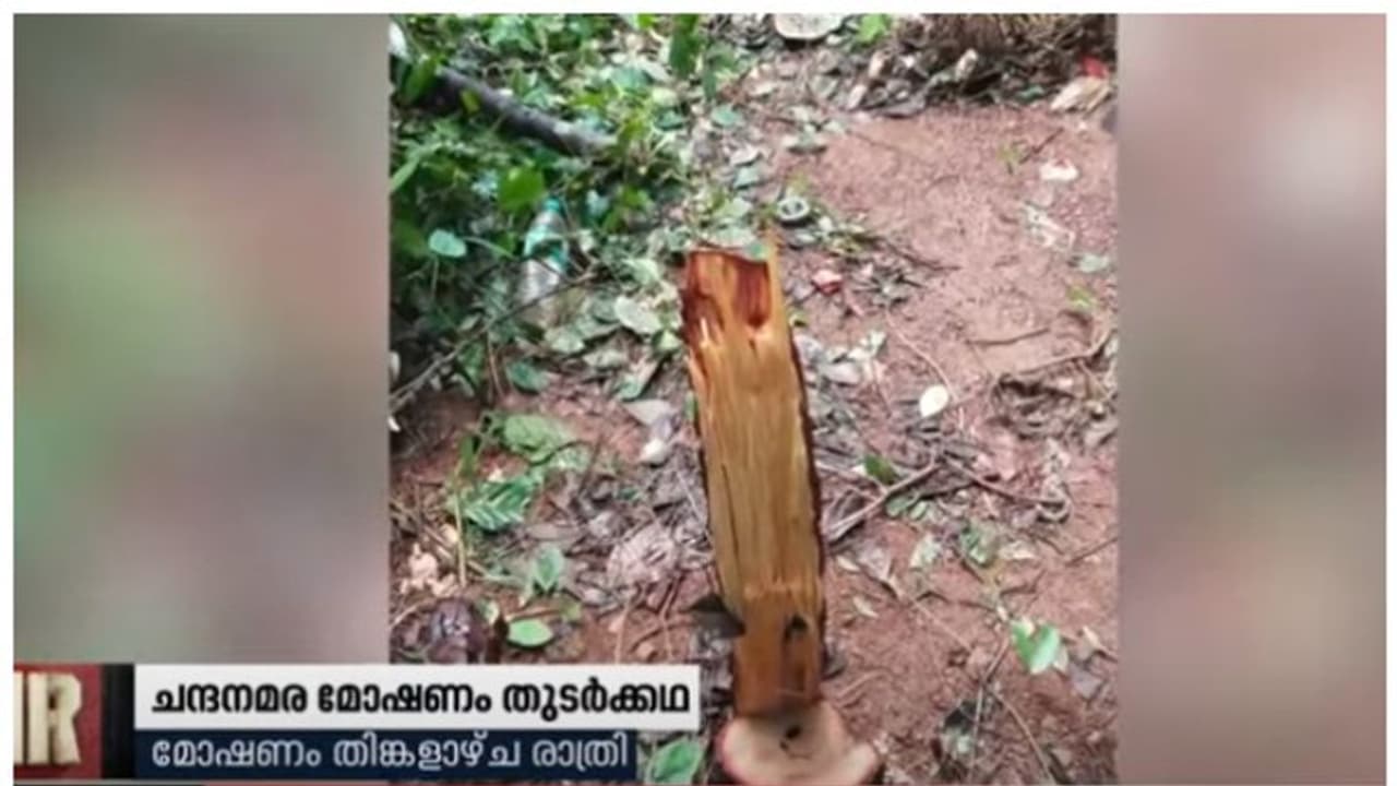 മുഴുവൻ സമയവും പൊലീസ് കാവലിൽ, കെഎപി ക്യാമ്പിലെ ചന്ദനമരം മുറിച്ചുകടത്തി മോഷ്ടാക്കൾ, അന്തംവിട്ട് നാട്ടുകാർ മുഴുവൻ സമയവും പൊലീസ് കാവലിൽ, കെഎപി ക്യാമ്പിലെ ചന്ദനമരം മുറിച്ചുകടത്തി മോഷ്ടാക്കൾ, അന്തംവിട്ട് നാട്ടുകാർ