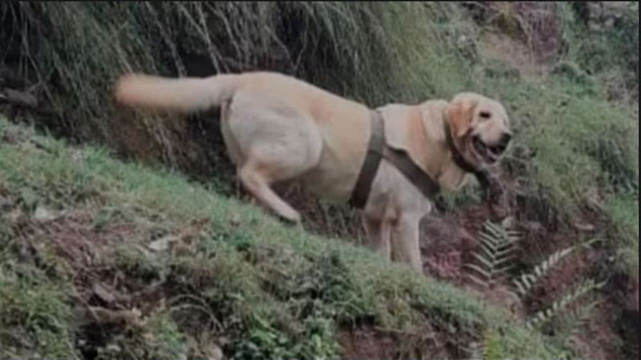 ಯೋಧನ ಜೀವ ಉಳಿಸಿ, ತನ್ನ ಪ್ರಾಣ ಬಿಟ್ಟ ಸೇನಾ ಶ್ವಾನ ಕೆಂಟ್ ಯೋಧನ ಜೀವ ಉಳಿಸಿ, ತನ್ನ ಪ್ರಾಣ ಬಿಟ್ಟ ಸೇನಾ ಶ್ವಾನ ಕೆಂಟ್