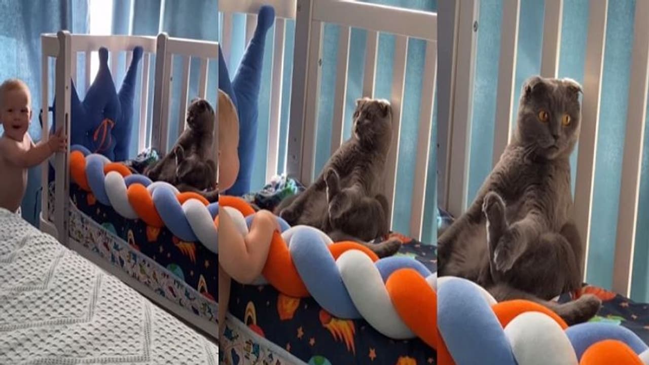 ఈ పిల్లికి ఆస్కార్ అవార్డ్ ఇవ్వొచ్చు.. చిన్నారి దృష్టి మళ్లించడానికి ఎంత క్యూట్ గా చేసిందో చూడండి.... ఈ పిల్లికి ఆస్కార్ అవార్డ్ ఇవ్వొచ్చు.. చిన్నారి దృష్టి మళ్లించడానికి ఎంత క్యూట్ గా చేసిందో చూడండి....