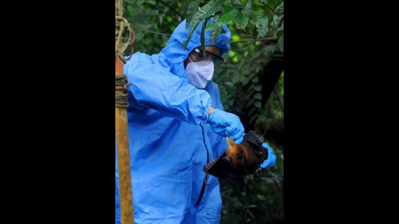 Nipah virus scare: Two health workers under observation; samples sent to Pune Nipah virus scare: Two health workers under observation; samples sent to Pune
