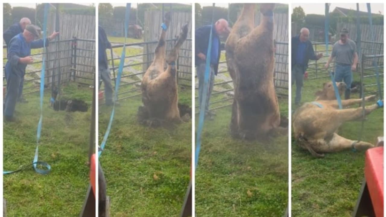 തലകുത്തനെ സിങ്ക് ഹോളില് വീണ പശുവിനെ സാഹസികമായി പുറത്തെടുക്കുന്ന വീഡിയോ ! തലകുത്തനെ സിങ്ക് ഹോളില് വീണ പശുവിനെ സാഹസികമായി പുറത്തെടുക്കുന്ന വീഡിയോ !