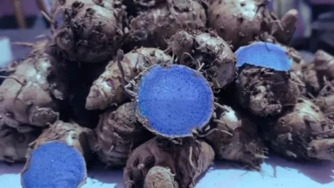 കറുത്ത മഞ്ഞള്‍ ഡയറ്റില്‍ ഉള്‍പ്പെടുത്തൂ, ഈ രോഗങ്ങളെ തടയാം... 