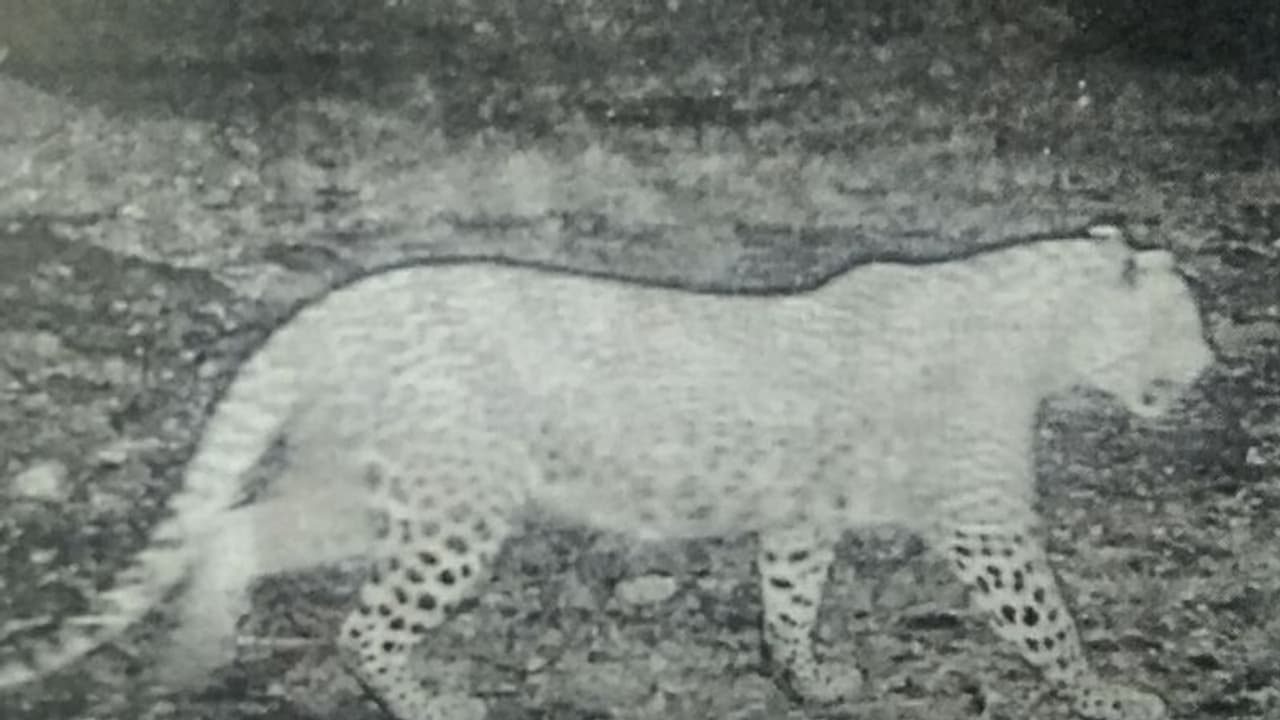 മൂങ്കലാറില് ഇറങ്ങിയത് പുലി തന്നെ; 'ഒന്നിലധികം ഉണ്ടോയെന്ന് സംശയം, നിരീക്ഷണം തുടരുന്നു' മൂങ്കലാറില് ഇറങ്ങിയത് പുലി തന്നെ; 'ഒന്നിലധികം ഉണ്ടോയെന്ന് സംശയം, നിരീക്ഷണം തുടരുന്നു'