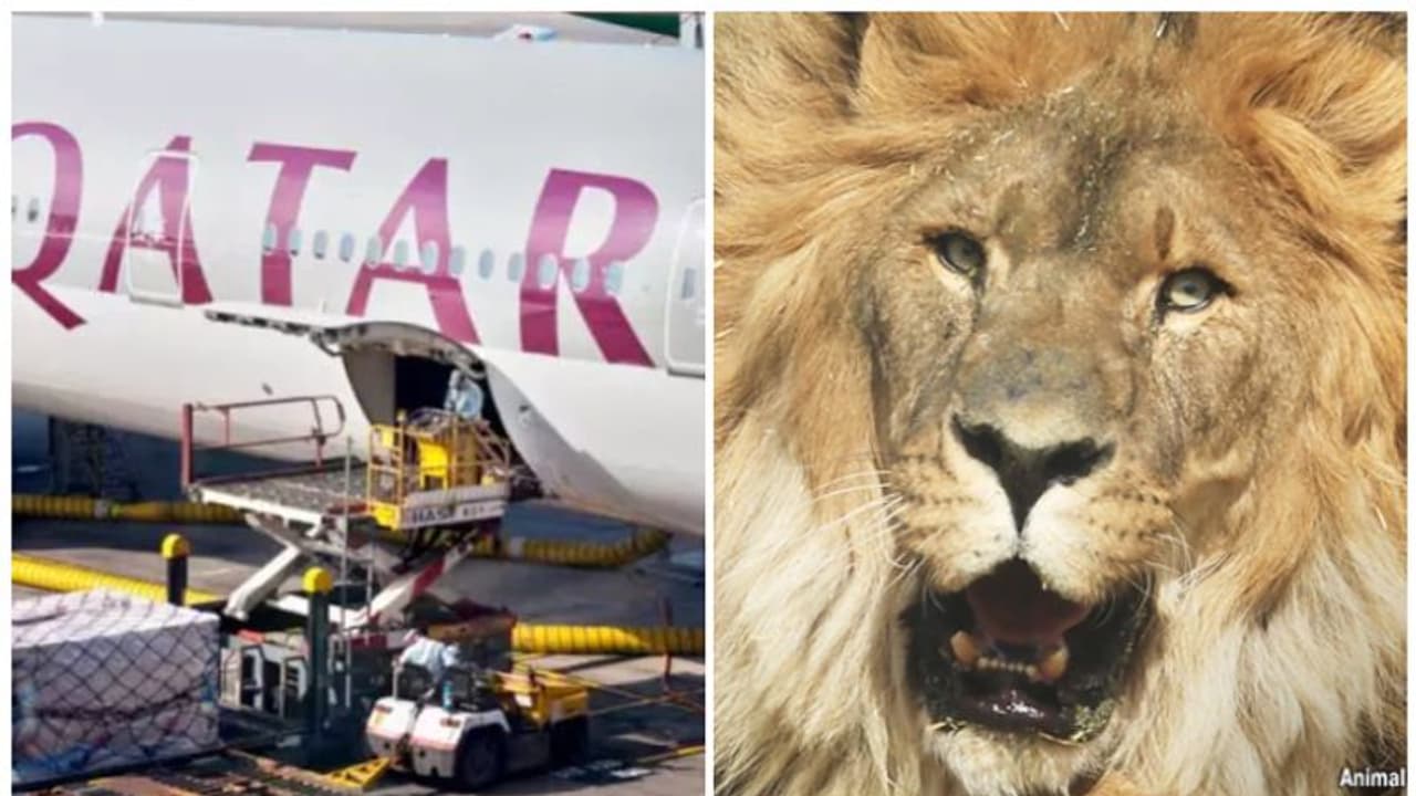 ഖത്തര് എയര്വേയ്സ് രക്ഷക്കെത്തി; ഏകാകിയായ റൂബന് സ്വാതന്ത്ര്യത്തിലേക്ക്... ഖത്തര് എയര്വേയ്സ് രക്ഷക്കെത്തി; ഏകാകിയായ റൂബന് സ്വാതന്ത്ര്യത്തിലേക്ക്...