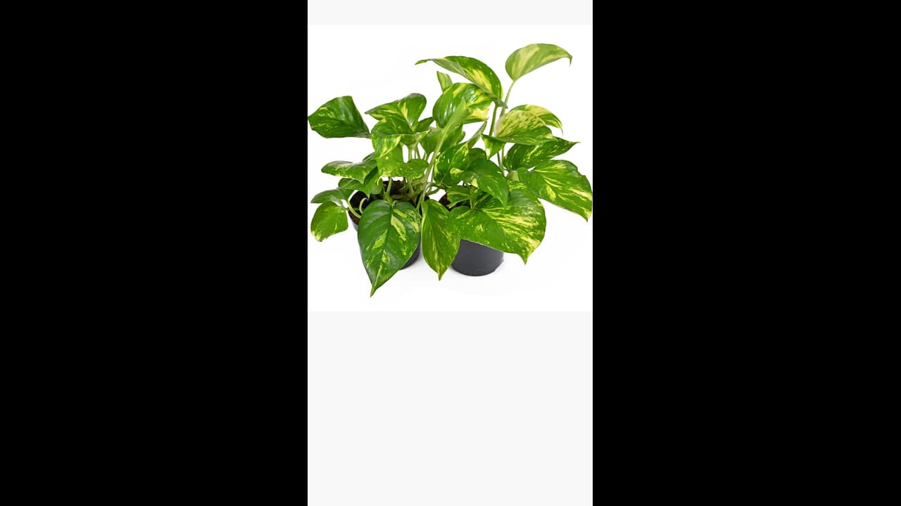 ಮನಿ ಪ್ಲಾಂಟ್ ನೆಡುವಾಗ ಇಂತಹ ತಪ್ಪು ಮಾಡಬೇಡಿ, ಲಾಭದ ಬದಲು ನಷ್ಟವಾಗುತ್ತದೆ