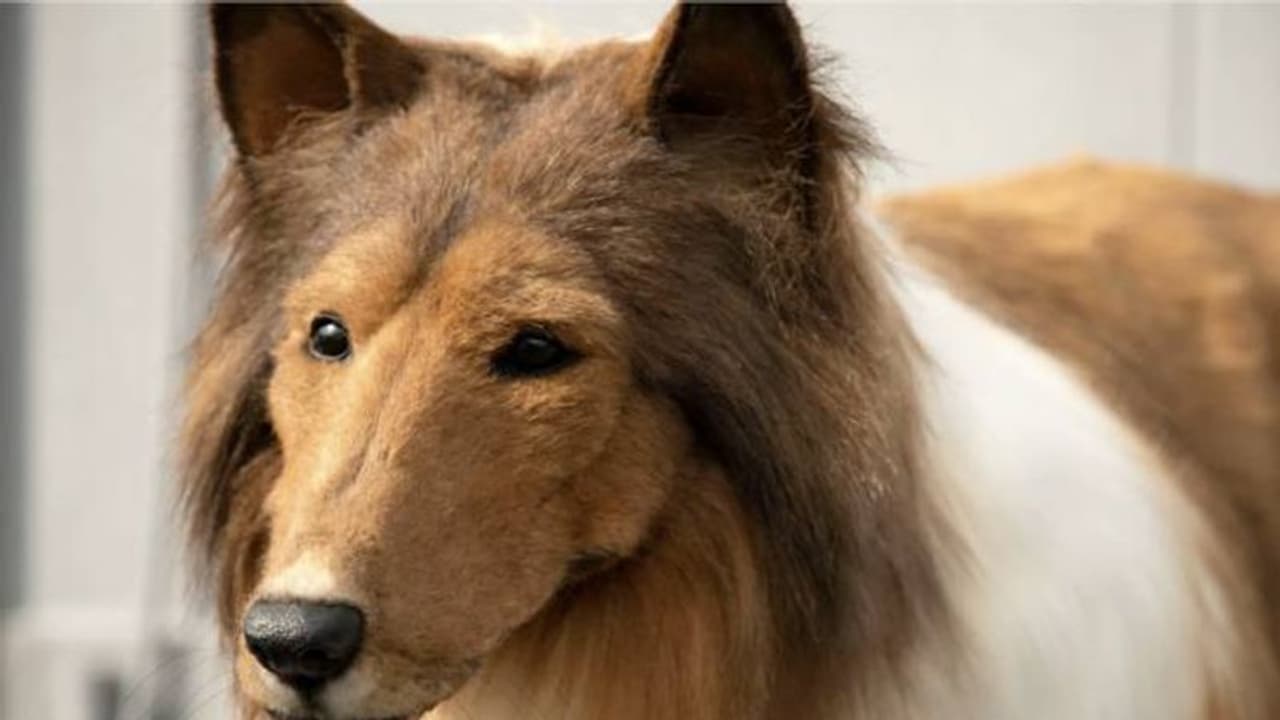 സിനിമാതാരമാവണം, ഒരു സ്ത്രീയുമായി പ്രണയത്തിലാവണം; തന്റെ ആ​ഗ്രഹങ്ങൾ വെളിപ്പെടുത്തി നായവേഷം ധരിക്കുന്ന യുവാവ്