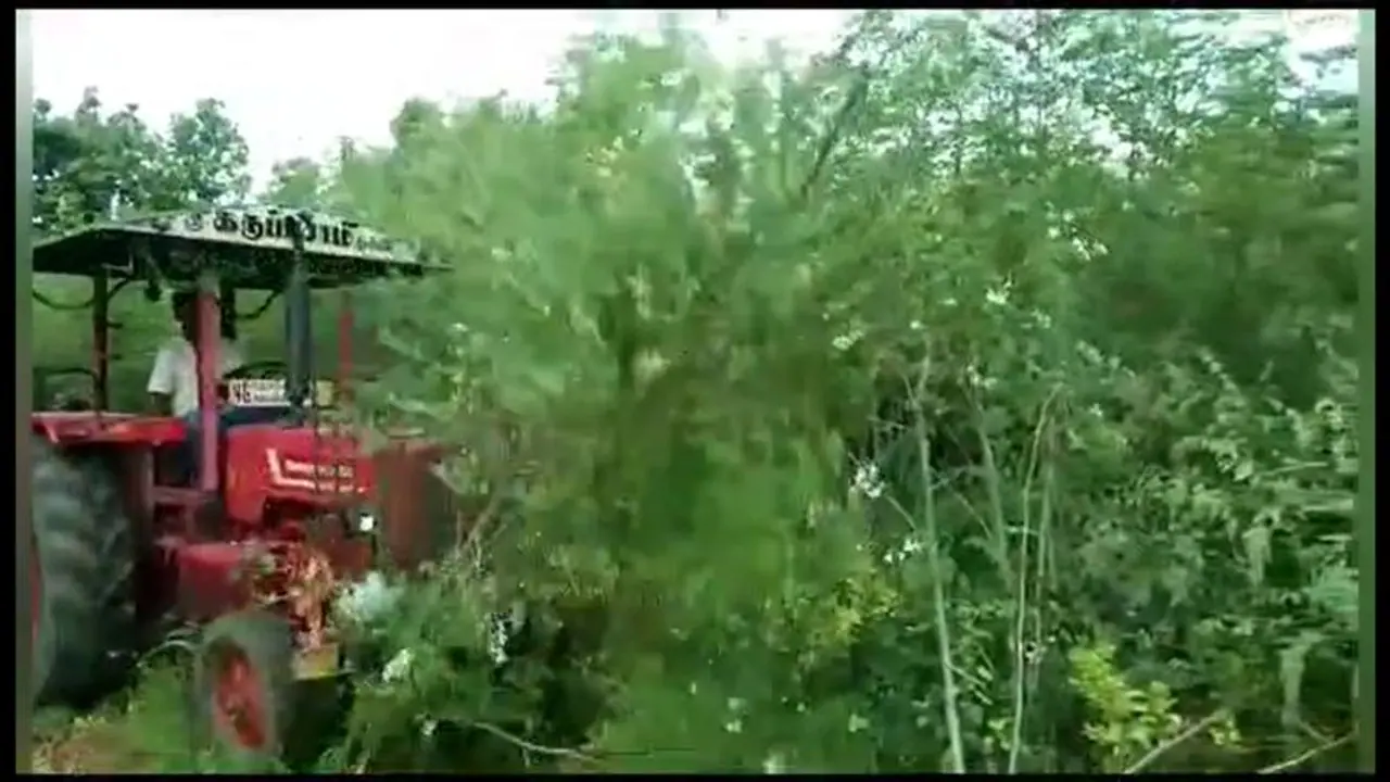 பூவோடும், காயோடும் இருக்கும் முருங்கையை அடியோடு அழித்த விவசாயி; போதிய விலை கிடைக்காததால் அதிருப்தி