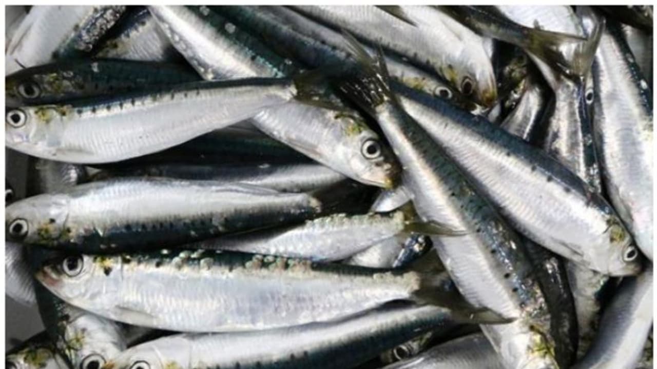 മത്തി കഴിച്ച് അപൂർവരോഗം ബാധിച്ച് യുവതി മരിച്ച സംഭവം ; എന്താണ് 'ബോട്ടുലിസം' എന്ന രോ​ഗം? 