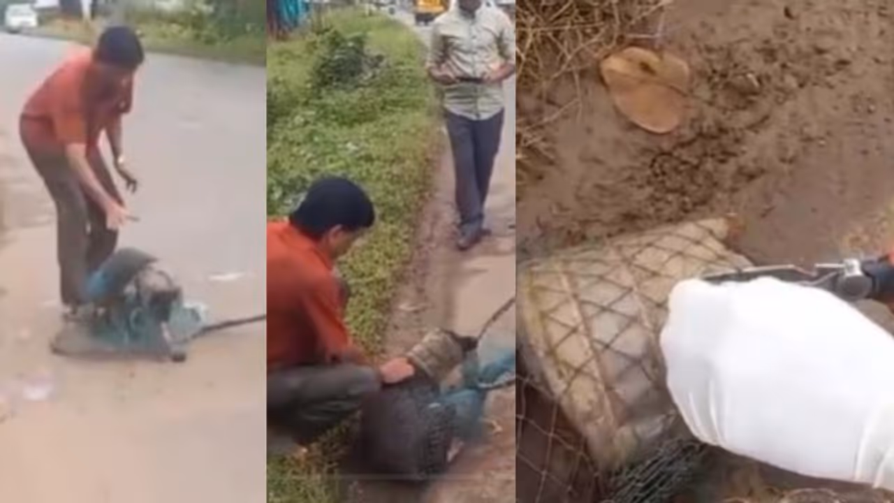 മിഠായി ഭരണി തലയിൽ കുടുങ്ങി, ആരും തിരിഞ്ഞ് നോക്കിയില്ല; തെരുവ് നായക്ക് രക്ഷകരായി റെസ്ക്യൂ ടീം