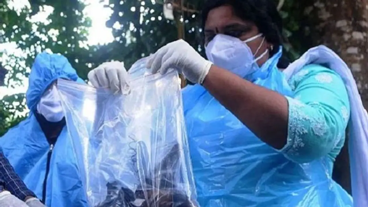 Nipah virus in Kerala: Bat samples collected, fruit growers worried Nipah virus in Kerala: Bat samples collected, fruit growers worried