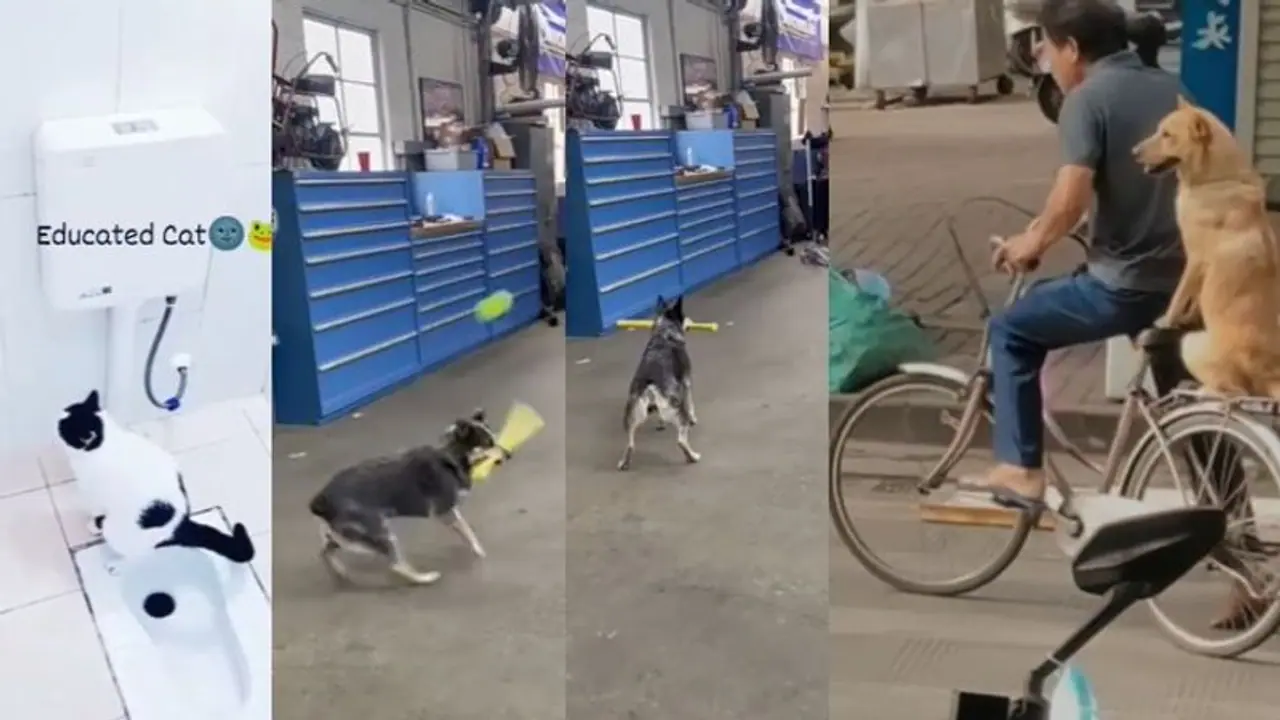 ಹೆಲಿಕಾಪ್ಟರ್ ಶಾಟ್‌ ಹೊಡೆಯುವ ಶ್ವಾನ... ಟಾಯ್ಲೆಟ್‌ಗೆ ಹೋಗಿ ಪ್ಲಶ್ ಮಾಡೋ ಬೆಕ್ಕು :ವೈರಲ್ ವೀಡಿಯೋ