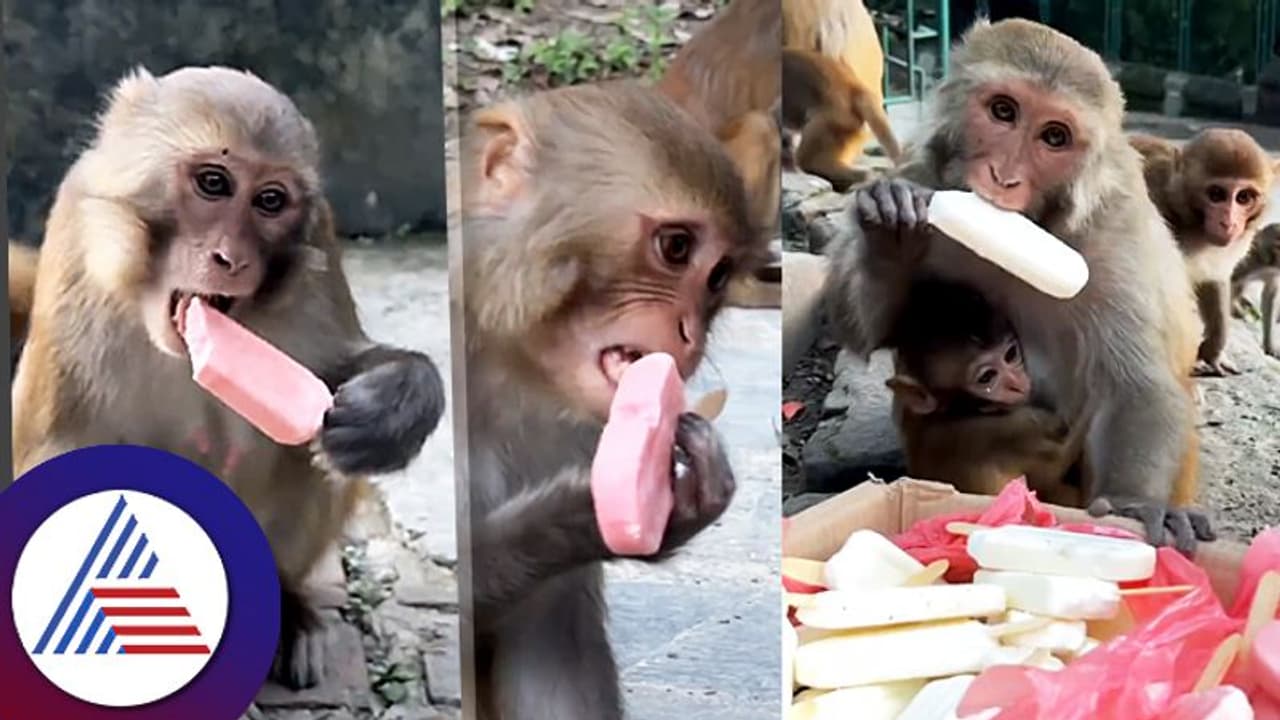 ಕೋತಿಗಳ ಐಸ್ ಕ್ರೀಂ ಪಾರ್ಟಿ ನೋಡಿದ್ರೆ ಎಂಥವರೂ ಬಾಯಲ್ಲೂ ಬರುತ್ತೆ ನೀರು!