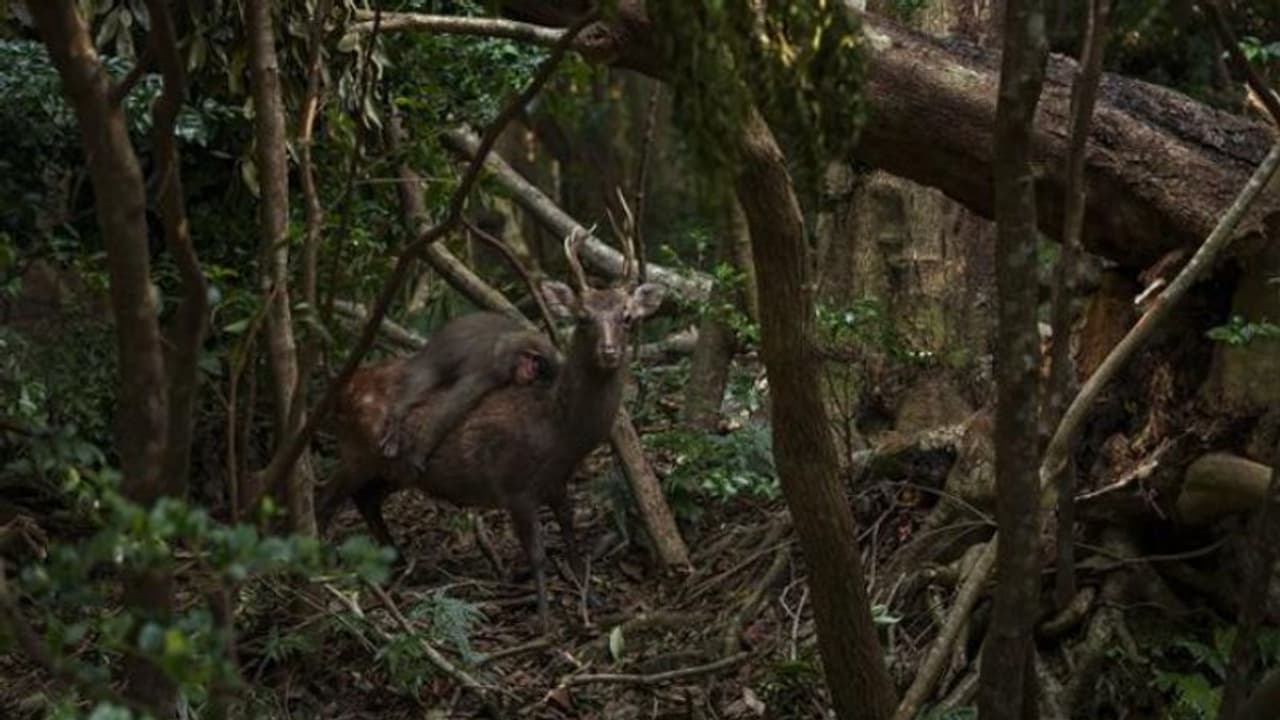 'ഓസിനൊരു യാത്ര രസകരമായിരിക്കും', മാനിന്റെ പുറത്ത് ഫ്രീ റൈഡുമായി കുരങ്ങന്‍, വൈറൽ ചിത്രം