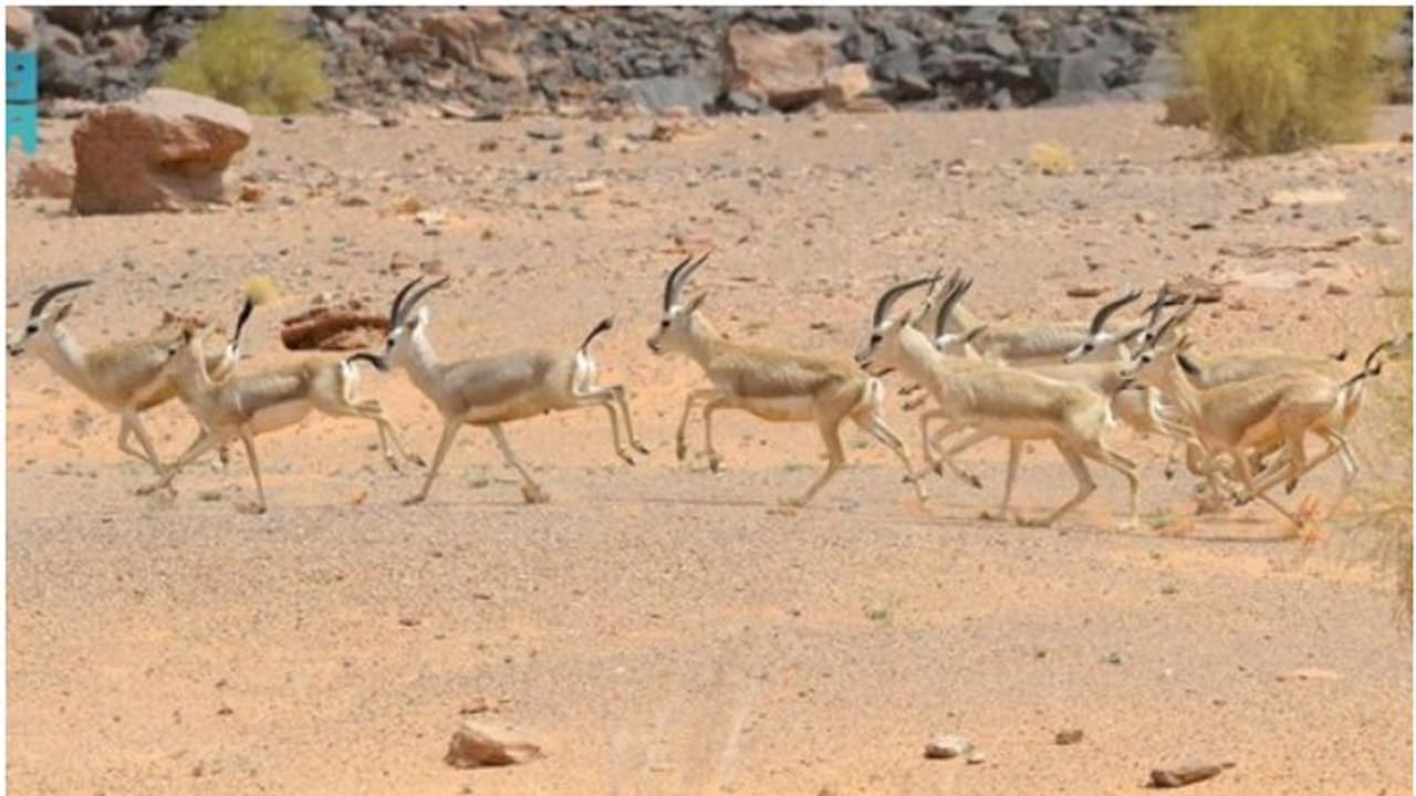 സംരക്ഷിത വന്യജീവി മേഖലയിൽ 27 മാൻ കുഞ്ഞുങ്ങൾ പിറന്നു സംരക്ഷിത വന്യജീവി മേഖലയിൽ 27 മാൻ കുഞ്ഞുങ്ങൾ പിറന്നു