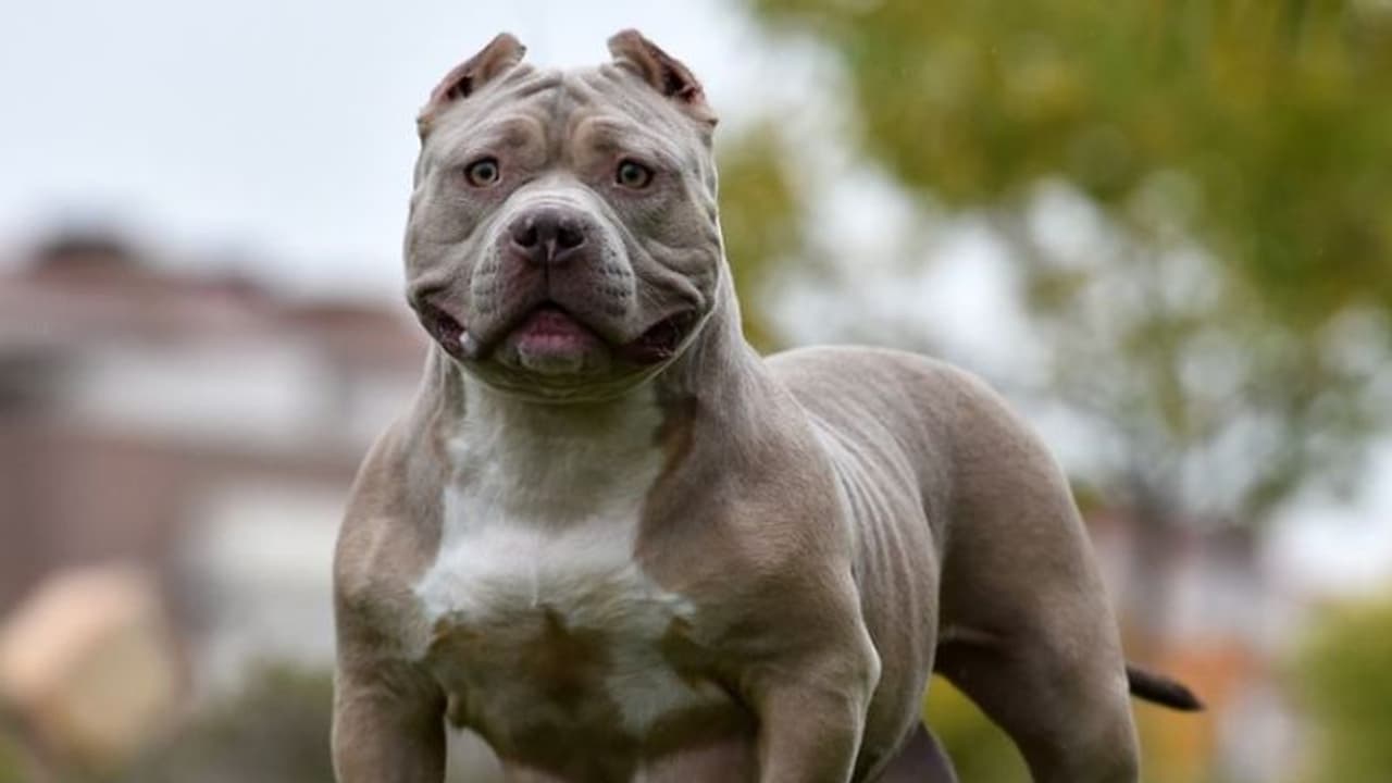 അമേരിക്കന് ബുള്ളി നായ്ക്കളെ നിരോധിക്കാനൊരുങ്ങി ബ്രിട്ടണ്, കാരണമറിയാം അമേരിക്കന് ബുള്ളി നായ്ക്കളെ നിരോധിക്കാനൊരുങ്ങി ബ്രിട്ടണ്, കാരണമറിയാം