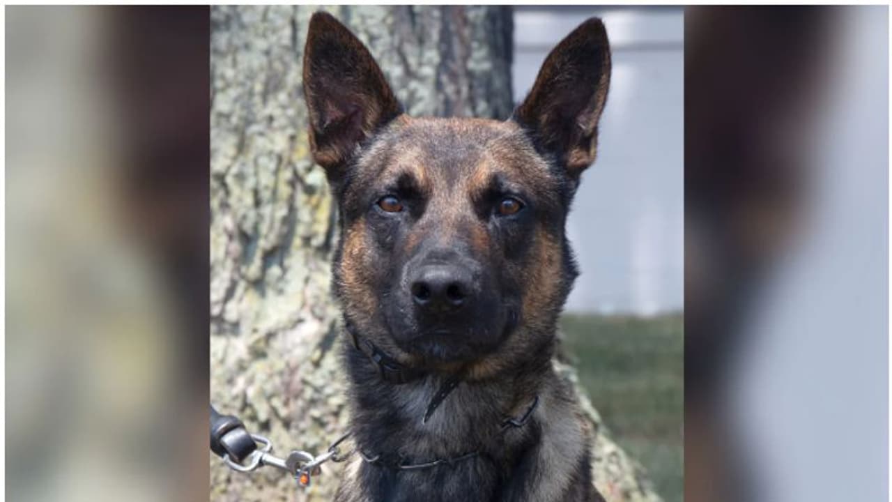 ഞണ്ടിനേപ്പോലെ നടന്ന് ജയില്‍ ചാടിയ കൊലപാതകിയെ കടിച്ച് കീറി 'യോഡ', 14 ദിവസത്തെ ആശങ്കയ്ക്ക് അറുതി