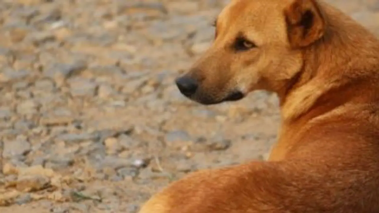 தடுப்பூசி போட்டும் பலனில்லை; 6 வயது சிறுமி ரேபிஸ் நோய்க்கு பலி