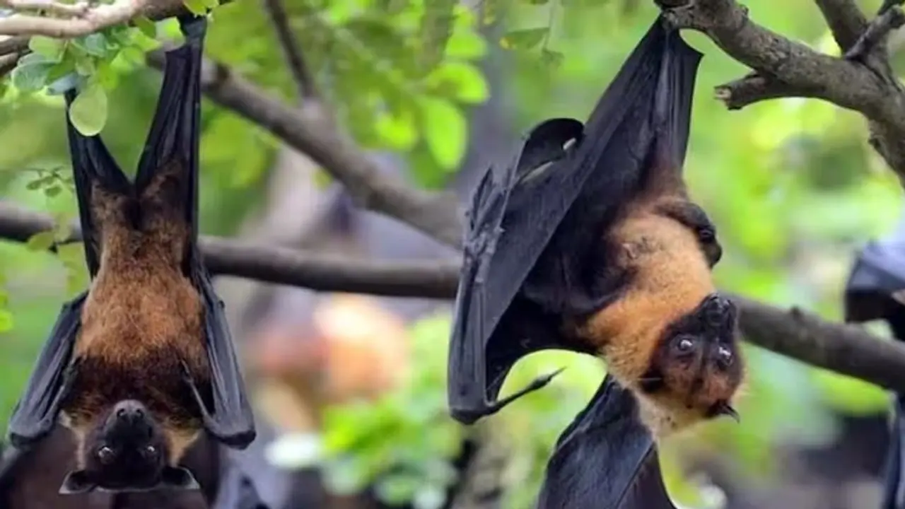 केरल में Nipah Virus का कहर: इन्फेक्टेड लोगों की कॉन्टेक्‍ट लिस्‍ट में 1080 , स्कूल-कॉलेज 24 सितंबर तक Closed