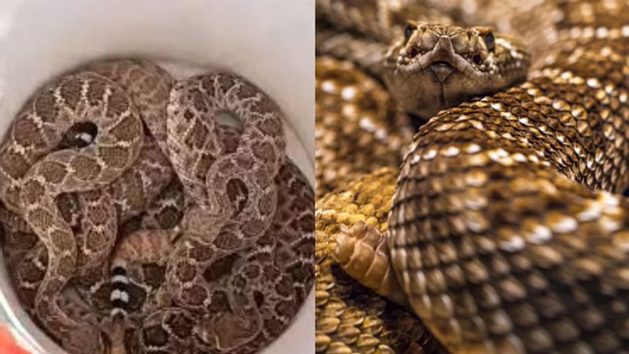 പൊഴിച്ചിട്ട നിലയിൽ 40ഓളം പാമ്പിന്‍ പടം, ഒന്നിന് പുറകേ ഒന്നായി പിടികൂടിയത് 20 വിഷപാമ്പുകളെ, ഞെട്ടി വീട്ടുകാർ