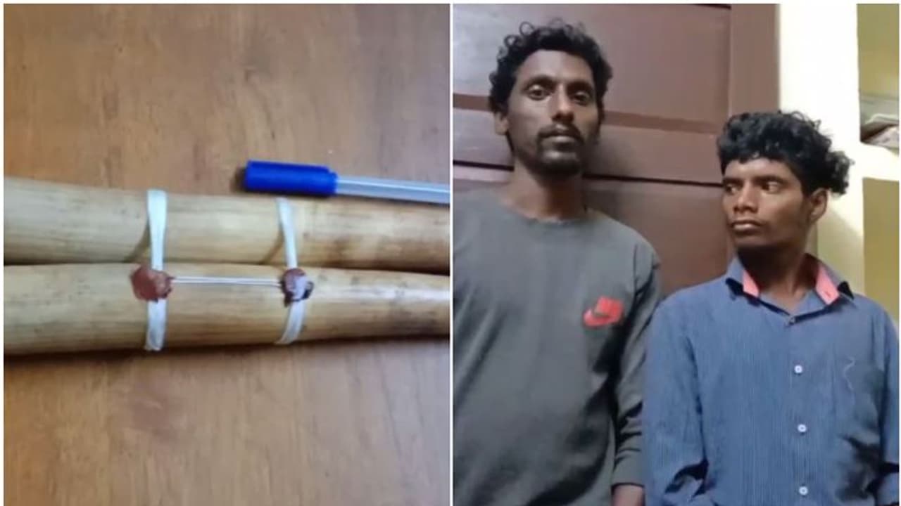 വനംവകുപ്പിന് രഹസ്യ വിവരം, വ്യാപക തിരച്ചിൽ; പരുന്തും പാറയിൽ ആനക്കൊമ്പുകളുമായി രണ്ടു പേർ പിടിയിൽ വനംവകുപ്പിന് രഹസ്യ വിവരം, വ്യാപക തിരച്ചിൽ; പരുന്തും പാറയിൽ ആനക്കൊമ്പുകളുമായി രണ്ടു പേർ പിടിയിൽ