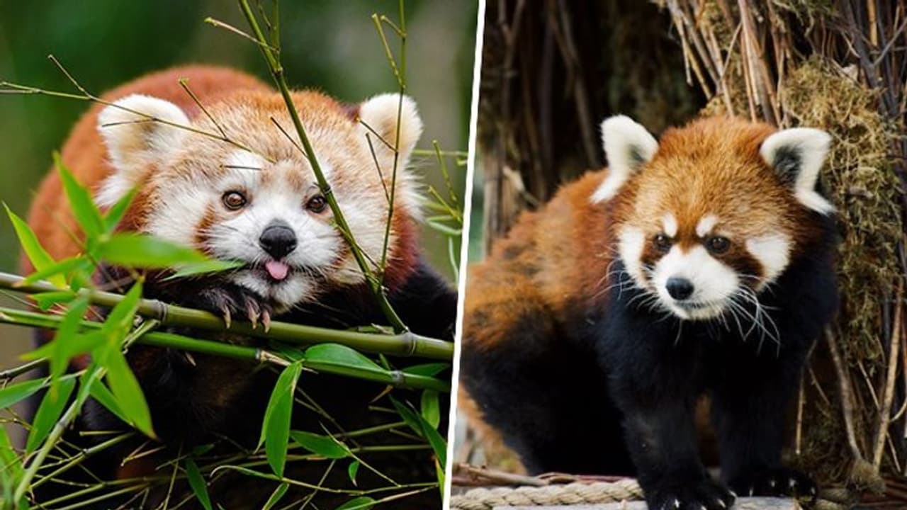 International Red Panda Day 2023: Call to protect these adorable endangered creatures