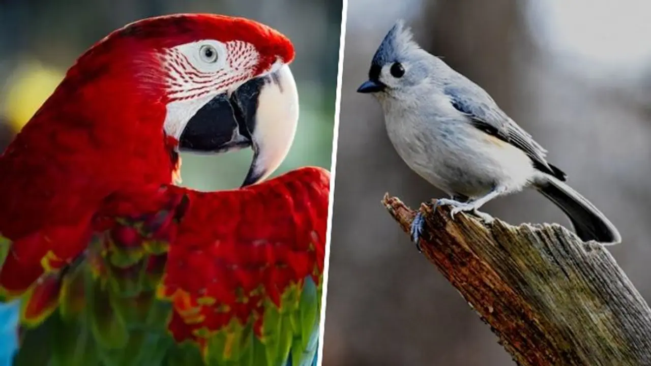 Pet Bird Day 2023: Day, history, significance