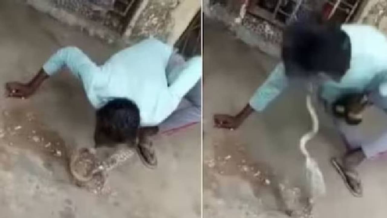 പാമ്പിനൊരുമ്മ; പാമ്പിനെ ഉമ്മ വയ്‍ക്കുന്ന യുവാവിന്റെ വീഡിയോ വൈറൽ, പിന്നീട് സംഭവിച്ചത്