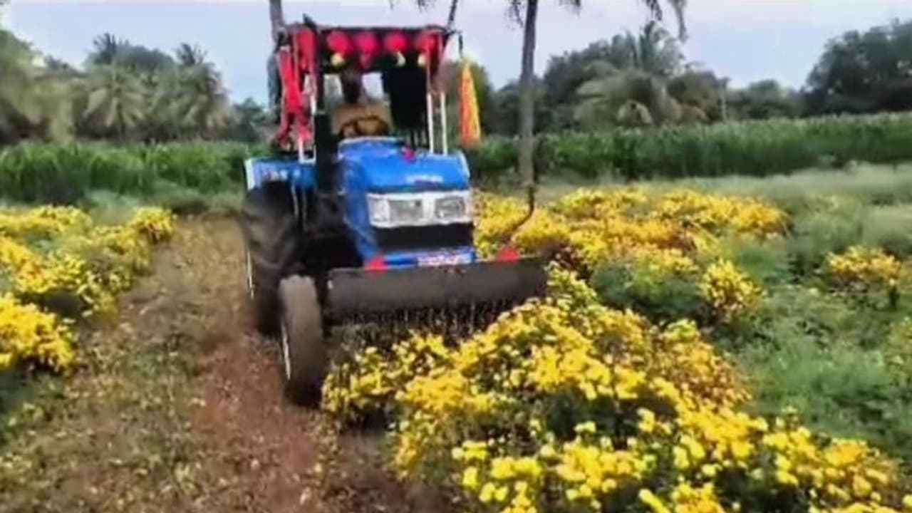 ಸೇವಂತಿಗೆ ಹೂವಿನ ದರ ಕುಸಿತದಿಂದ ಕಂಗಾಲಾದ ಅನ್ನದಾತ: ಬೆಳೆ ನಾಶಪಡಿಸಿದ ರೈತ! ಸೇವಂತಿಗೆ ಹೂವಿನ ದರ ಕುಸಿತದಿಂದ ಕಂಗಾಲಾದ ಅನ್ನದಾತ: ಬೆಳೆ ನಾಶಪಡಿಸಿದ ರೈತ!