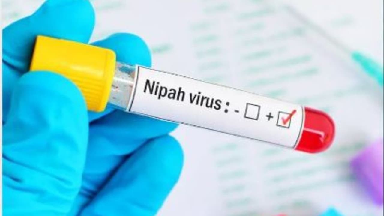 'No need of concern...': District administration over presence of Nipah virus in Wayanad