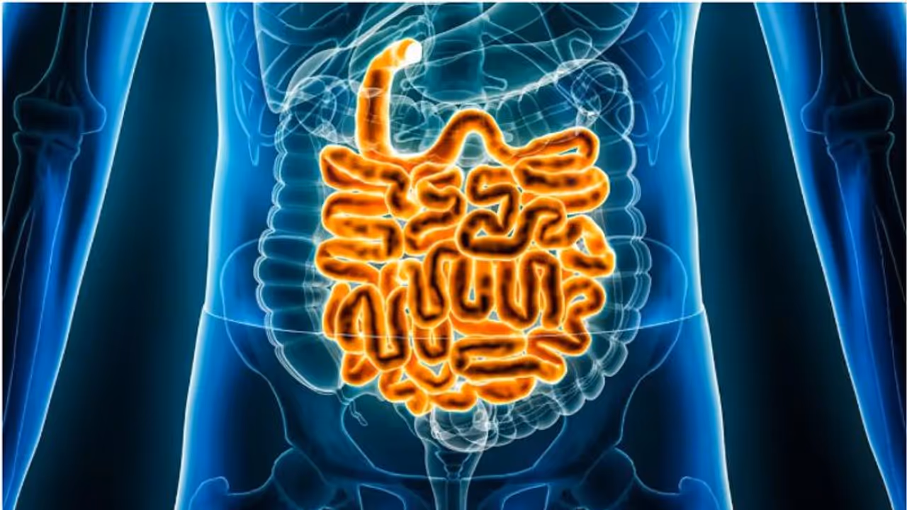 ഭക്ഷണം കഴിക്കാതിരുന്നാല്‍ ചെറുകുടൽ ചുരുങ്ങുമോ? ശരിക്കും ചെറുകുടലിന്‍റെ നീളം എത്ര?