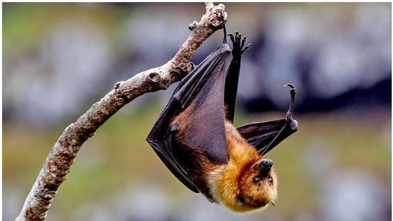 'അങ്ങനെ ചെയ്താല് വൈറസിന്റെ തോത് കൂടും'; വവ്വാലുകളിൽ ജാഗ്രത മതിയെന്ന് മൃഗസംരക്ഷണ വകുപ്പ് 'അങ്ങനെ ചെയ്താല് വൈറസിന്റെ തോത് കൂടും'; വവ്വാലുകളിൽ ജാഗ്രത മതിയെന്ന് മൃഗസംരക്ഷണ വകുപ്പ്