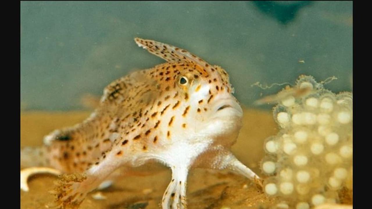 ಅಳಿದಿದೆ ಎಂದು ನಂಬಲಾಗಿದ್ದ ಕೈಗಳಿರುವ ಅಪರೂಪದ ಮೀನು ಪತ್ತೆ ಅಳಿದಿದೆ ಎಂದು ನಂಬಲಾಗಿದ್ದ ಕೈಗಳಿರುವ ಅಪರೂಪದ ಮೀನು ಪತ್ತೆ