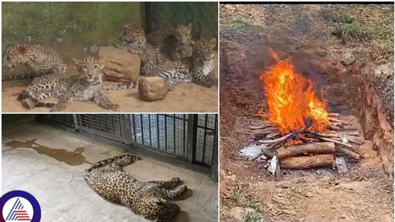 ಬೆಂಗಳೂರು ಮಾರಕ ವೈರಸ್ಗೆ ಬನ್ನೇರುಘಟ್ಟ ಜೈವಿಕ ಉದ್ಯಾನದ 7 ಚಿರತೆಗಳ ಸಾವು ಬೆಂಗಳೂರು ಮಾರಕ ವೈರಸ್ಗೆ ಬನ್ನೇರುಘಟ್ಟ ಜೈವಿಕ ಉದ್ಯಾನದ 7 ಚಿರತೆಗಳ ಸಾವು