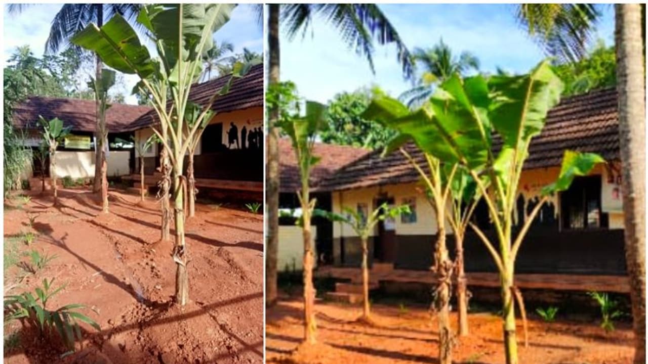 സ്കൂളിന്‍റെ മുറ്റത്തും വഴിയിലും നിറയെ വാഴ നട്ടു; കാരണം പറയുന്നതിങ്ങനെ, സമീപവാസികൾക്കെതിരെ പ്രതിഷേധം 
