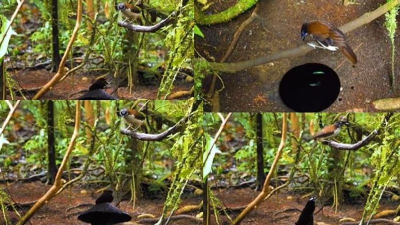 ಹುಡುಗರೇ ಈ ಹಕ್ಕಿ ಮುಂದೆ ನೀವ್ಯಾವ ಲೆಕ್ಕ: ಮನದರಸಿಯ ಒಲಿಸಿಕೊಳ್ಳಲು ಪಡ್ತಿರುವ ಪಾಡು ನೋಡಿ : ವೀಡಿಯೋ