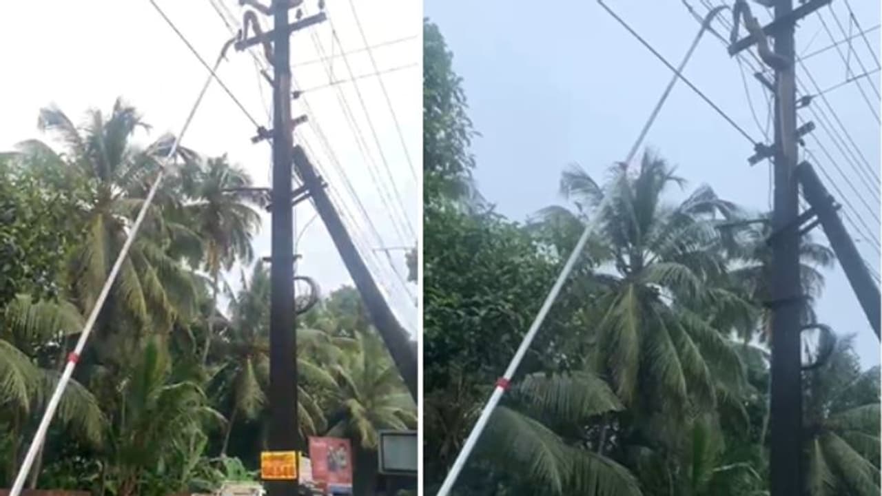 വലിഞ്ഞുകയറി മുകളിലെത്തിയപ്പോൾ പണികിട്ടി! മലപ്പുറം താനൂരിൽ പോസ്റ്റിൽ കയറിയ പെരുമ്പാമ്പ് ഷോക്കേറ്റ് ചത്തു