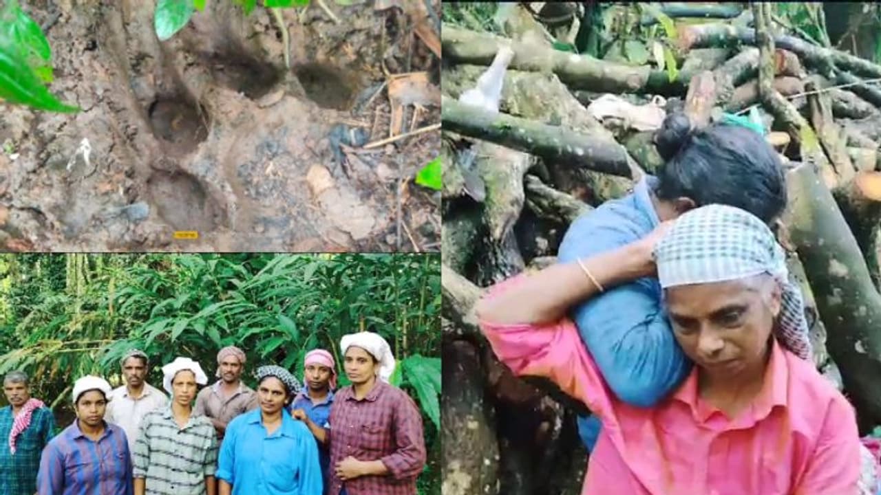 ചീറിയടുത്ത് കടുവ; ജീവനുംകൊണ്ട് ഓടുന്നതിനിടെ ബോധം കെട്ടുവീണു, ഞെട്ടല് മാറാതെ സ്ത്രീ തൊഴിലാളികള് ചീറിയടുത്ത് കടുവ; ജീവനുംകൊണ്ട് ഓടുന്നതിനിടെ ബോധം കെട്ടുവീണു, ഞെട്ടല് മാറാതെ സ്ത്രീ തൊഴിലാളികള്